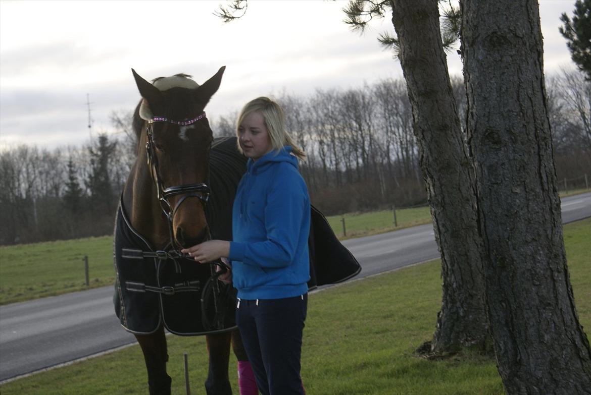 Dansk Varmblod Grankærs Come On ''PRINSESSEN''<3 - Kærlighed ved første blik;*<3  billede 6