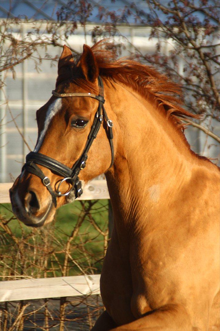 Anglo Araber (AA) Storm P. - Velkommen til Storm's profil - nyd billederne :)
Storm løs på banen - januar 2012. billede 1