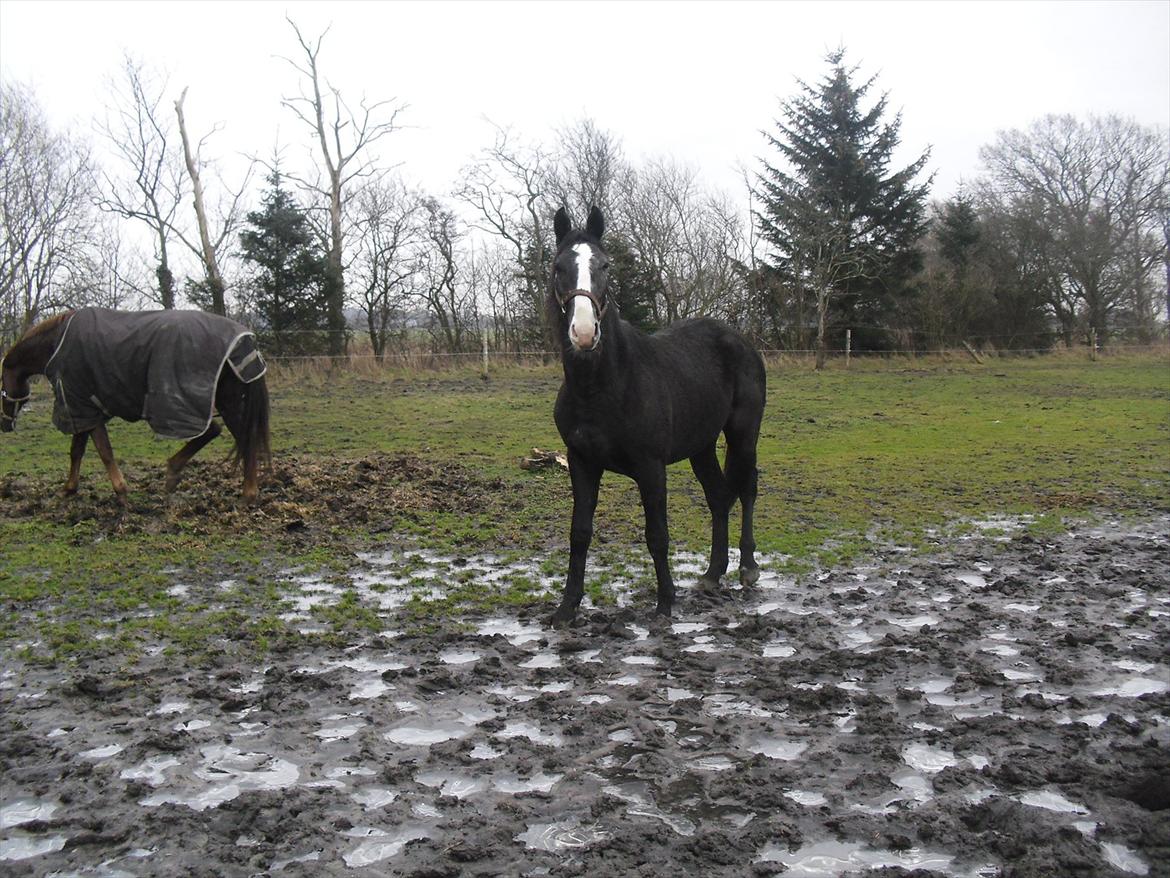 Anden særlig race Bønderskovgård´s Argument *RIP* billede 15