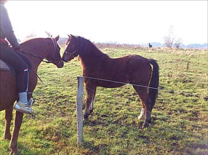 Welsh Pony af Cob-type (sec C) Gribsvads Mango billede 4