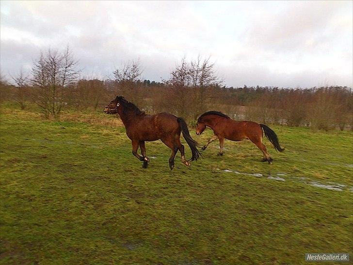 Welsh Pony af Cob-type (sec C) Gribsvads Mango - løbe om kap med foldkammerater (Mango til venstra) billede 3