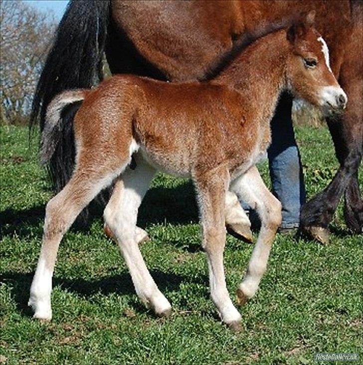 Welsh Pony af Cob-type (sec C) Gribsvads Mango - baby Mango med moren billede 2