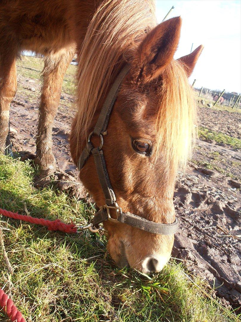 Islænder / Araber Sussi *Elev hest* - Smukke smukke Sussi nyder solen og græsset! :D
ELSKER DIG!<3 billede 18