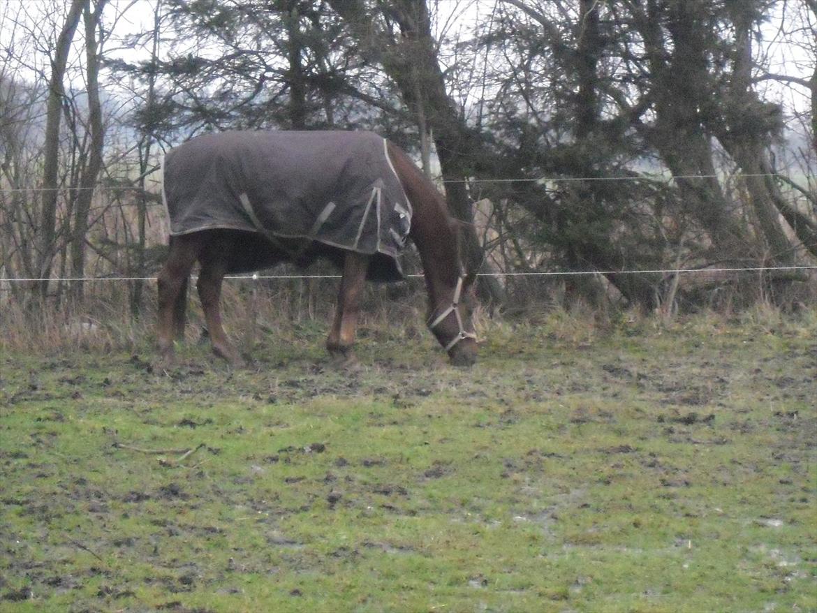 Dansk Varmblod SAM-SON ENSHØJ DV 792 RIP :-( billede 19