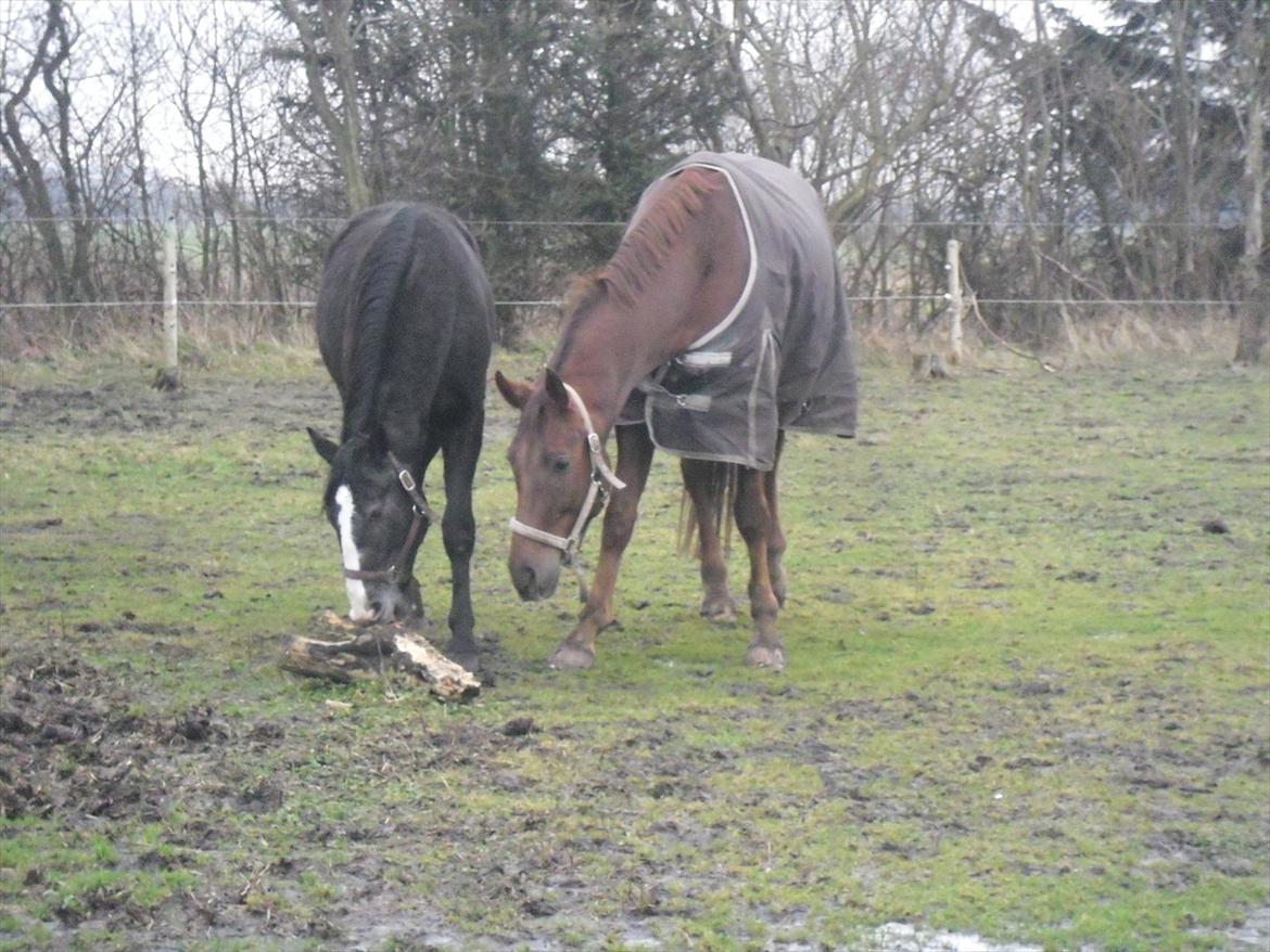 Dansk Varmblod SAM-SON ENSHØJ DV 792 RIP :-( billede 20