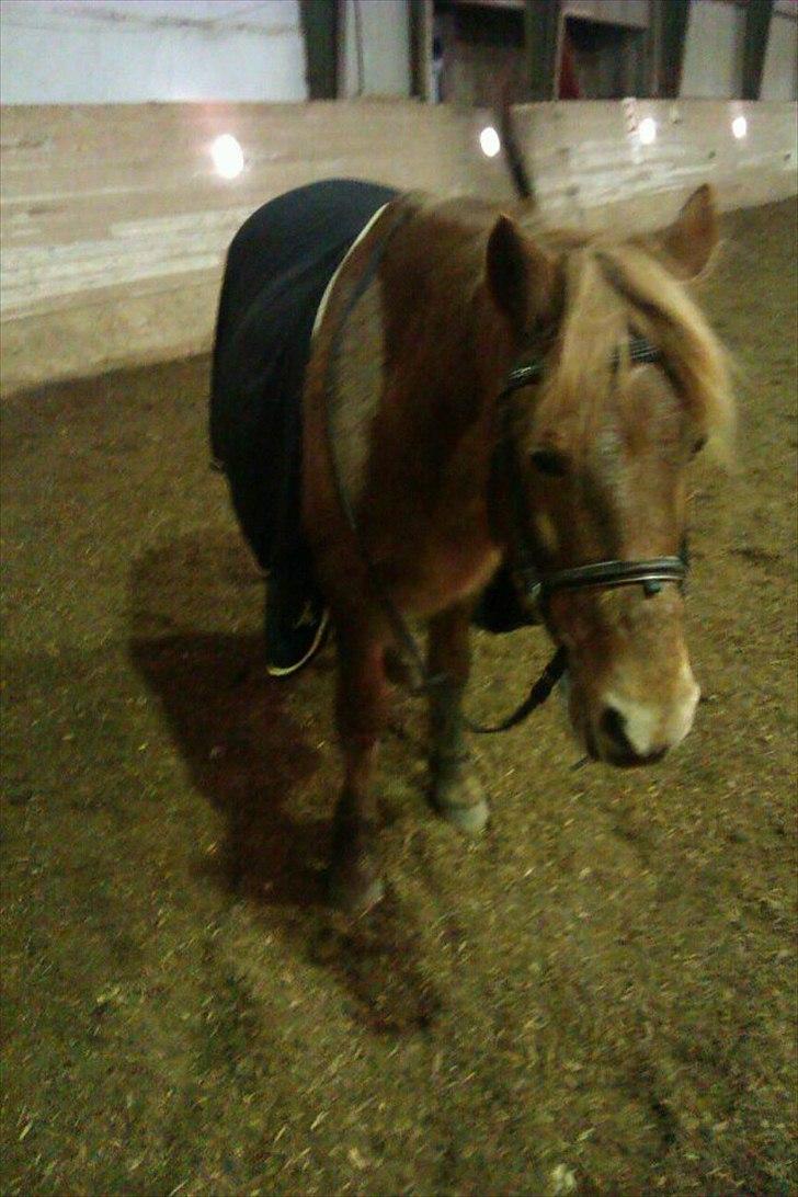 Islænder / Araber Sussi *Elev hest* - 15-01-2012 ude at ride på Sussi med Pia på Freja! :D
DEJLIG DAG! billede 14