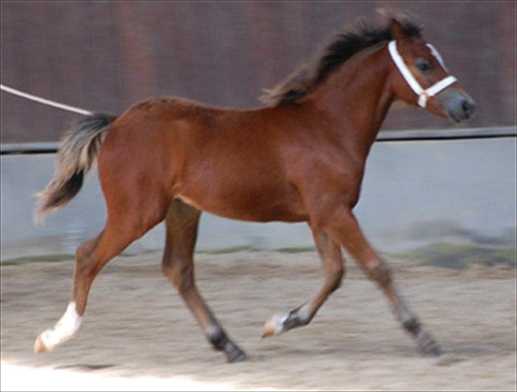 Welsh Pony af Cob-type (sec C) Gribsvads Mango - billede fra følskue  billede 1