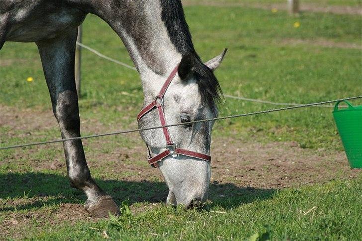Holstener Armstrong ( Min bedste ven) <3 - Han elsker at være på fold. det er vist hans ynglings sted :* billede 6