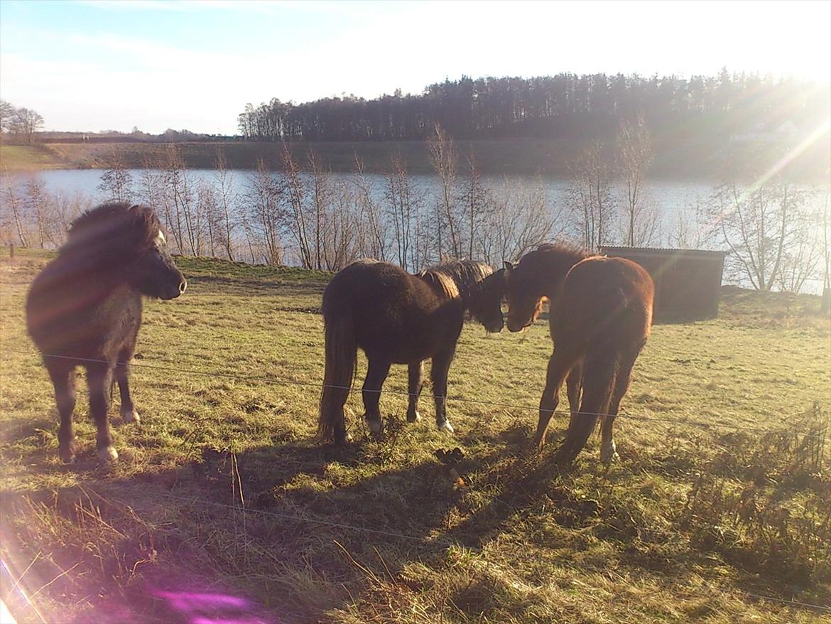 Welsh Pony af Cob-type (sec C) Gribsvads Mango - Mango til højre billede 8