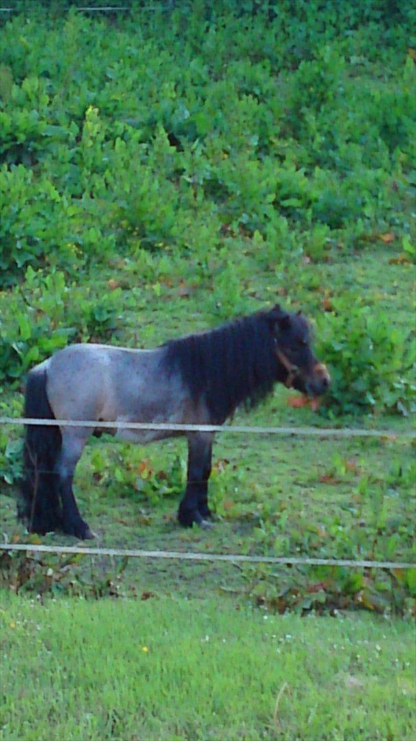 Shetlænder bandit solgt billede 6