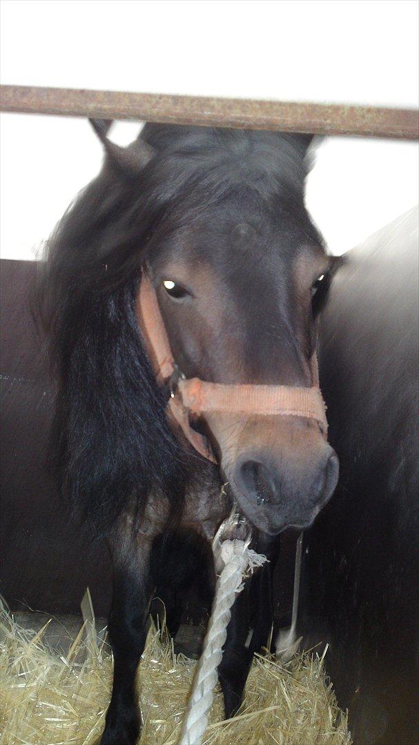 Shetlænder bandit solgt billede 7