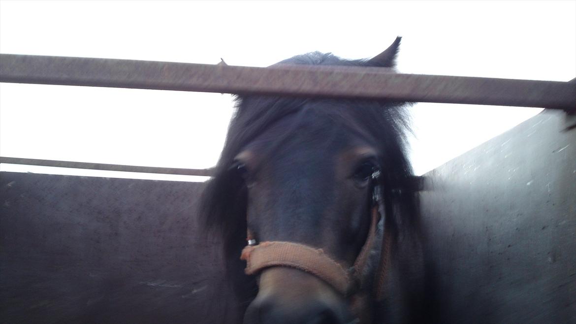 Shetlænder bandit solgt billede 8