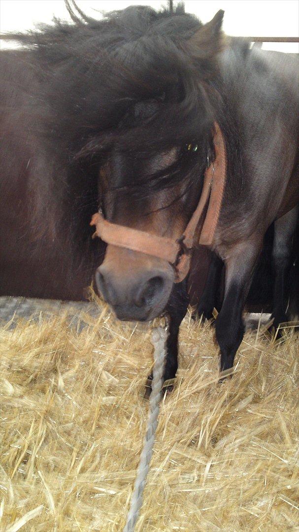 Shetlænder bandit solgt billede 9