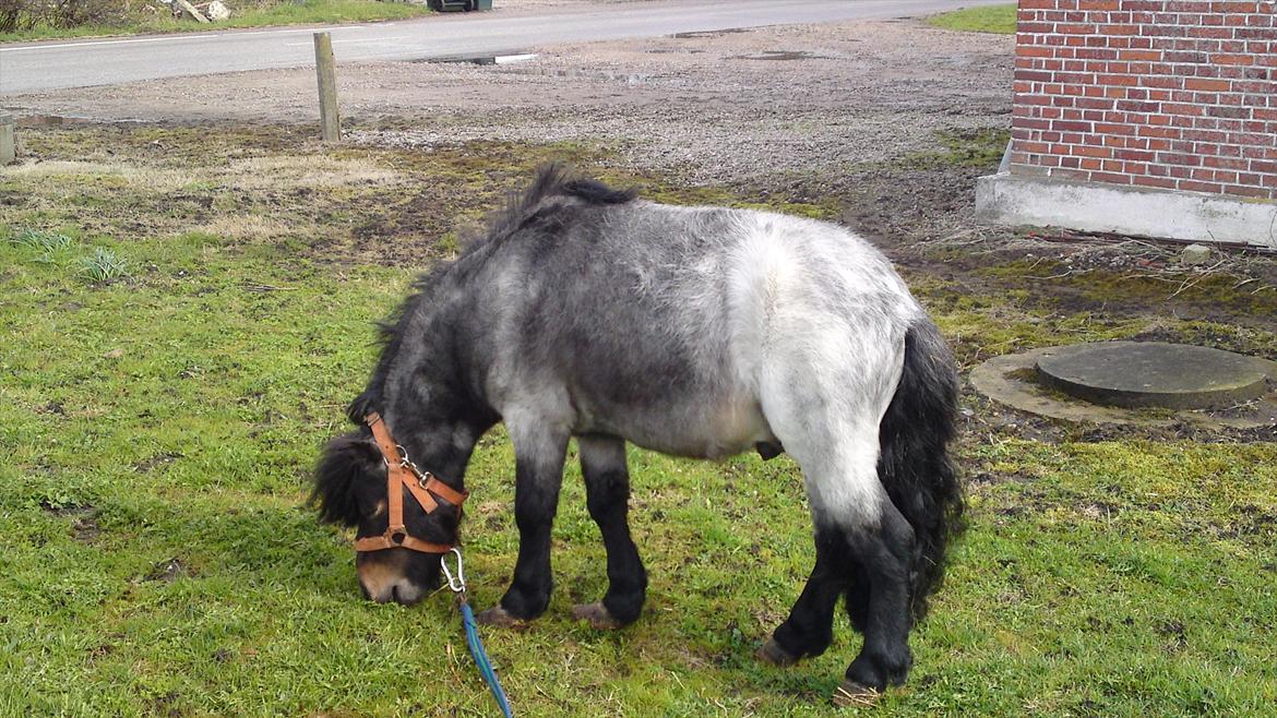 Shetlænder bandit solgt billede 10