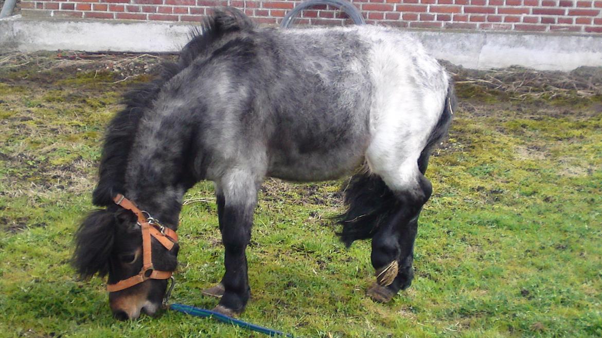 Shetlænder bandit solgt billede 11