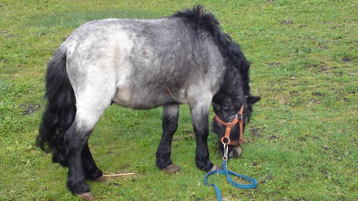 Shetlænder bandit solgt billede 12