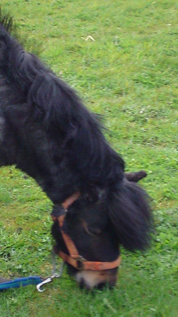 Shetlænder bandit solgt billede 13