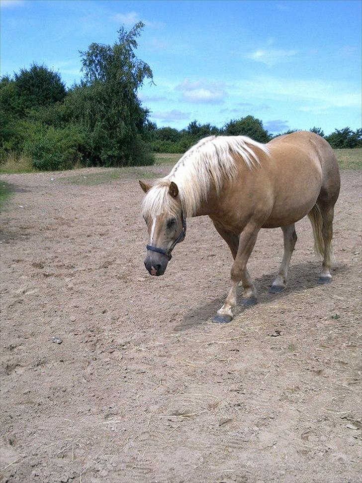 Haflinger August Svandborg  billede 12
