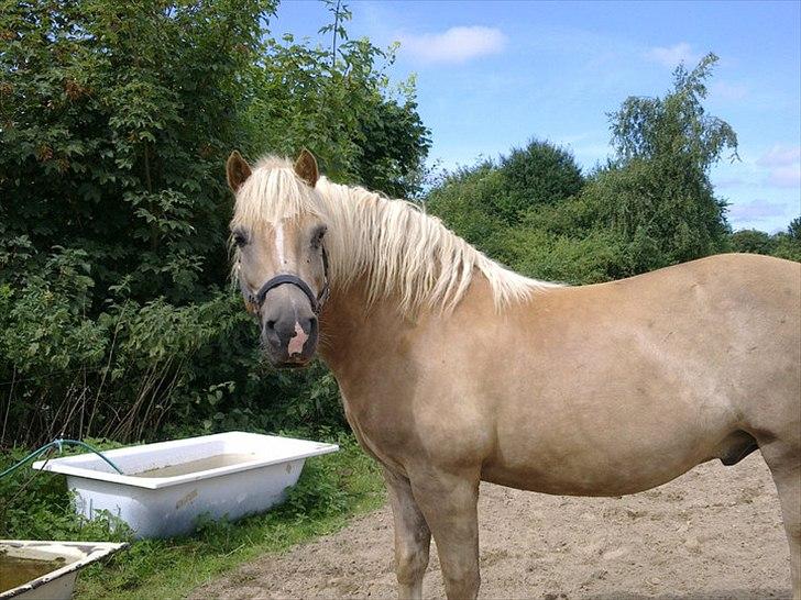 Haflinger August Svandborg  billede 13