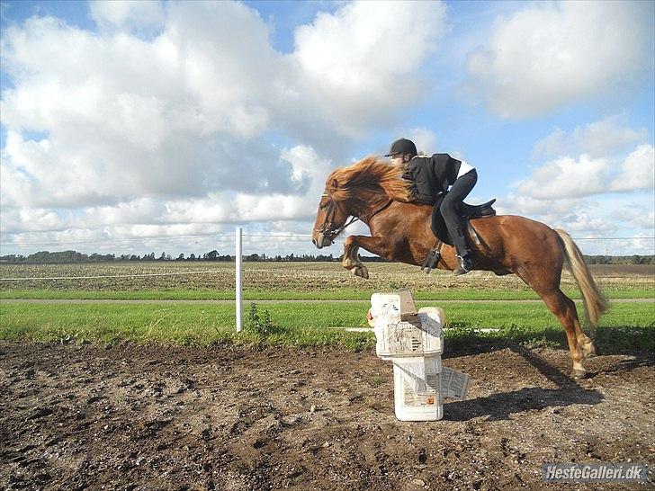 Islænder .:Gaski Fra Stokbro:. .:Perlen: *Mors* - 

Foto: Sofie billede 10