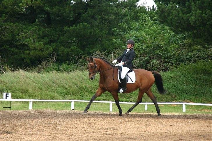 Dansk Varmblod Jestis Liptonice R.I.P. - Stævne HBR LB2. billede 7