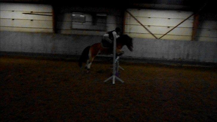 Anden særlig race Fernando billede 14