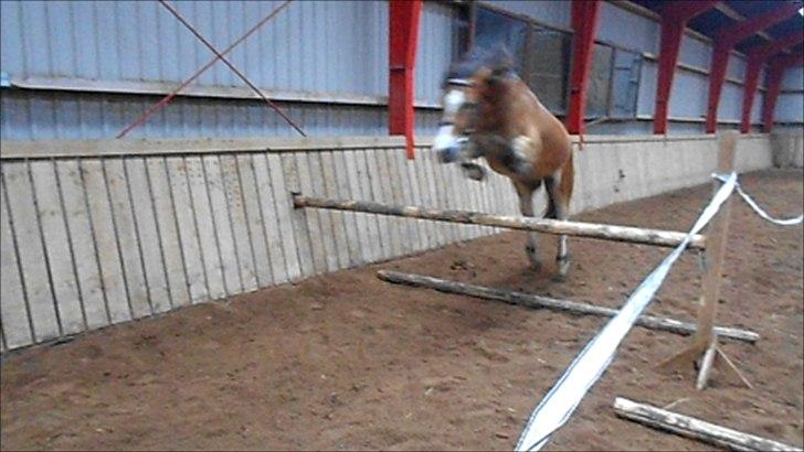 Anden særlig race Fernando - Springer 1,05m!<3 billede 15