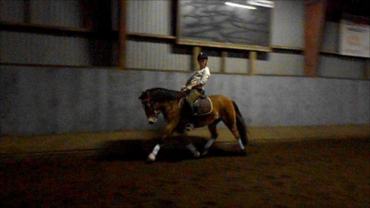 Anden særlig race Fernando billede 17