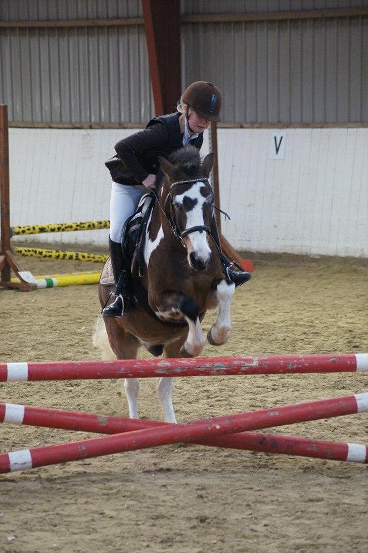 Anden særlig race Brahsal´s Power *rider* billede 12