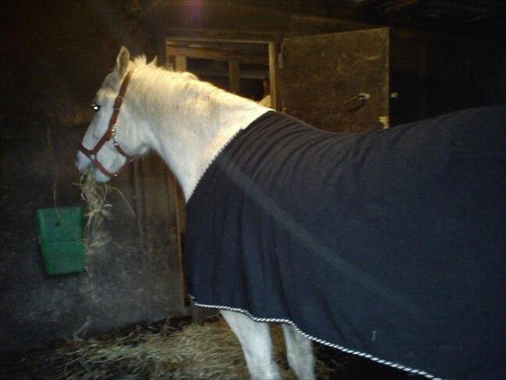 Anden særlig race • William billede 10