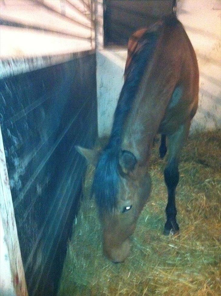 Traver Gunnison SOLGT! - Gunnie i hans fine boks :)  billede 8