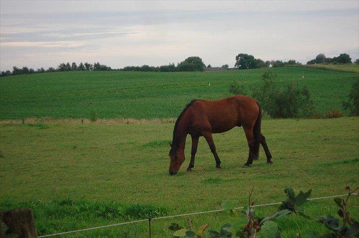 Traver Gunnison SOLGT! - Gunnie i sommers :) billede 9