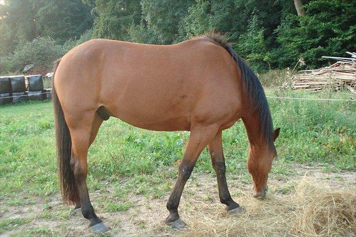 Traver Gunnison SOLGT! - Gunnie i sommers :) billede 11
