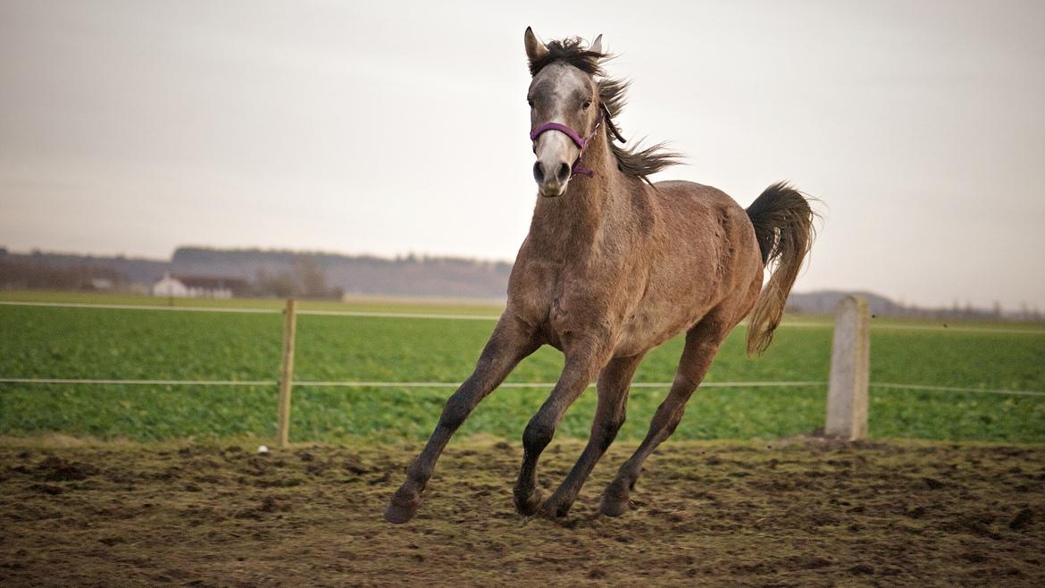 Arabisk fuldblod (OX) Marsien billede 11