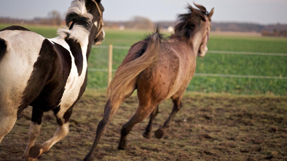 Arabisk fuldblod (OX) Marsien billede 14