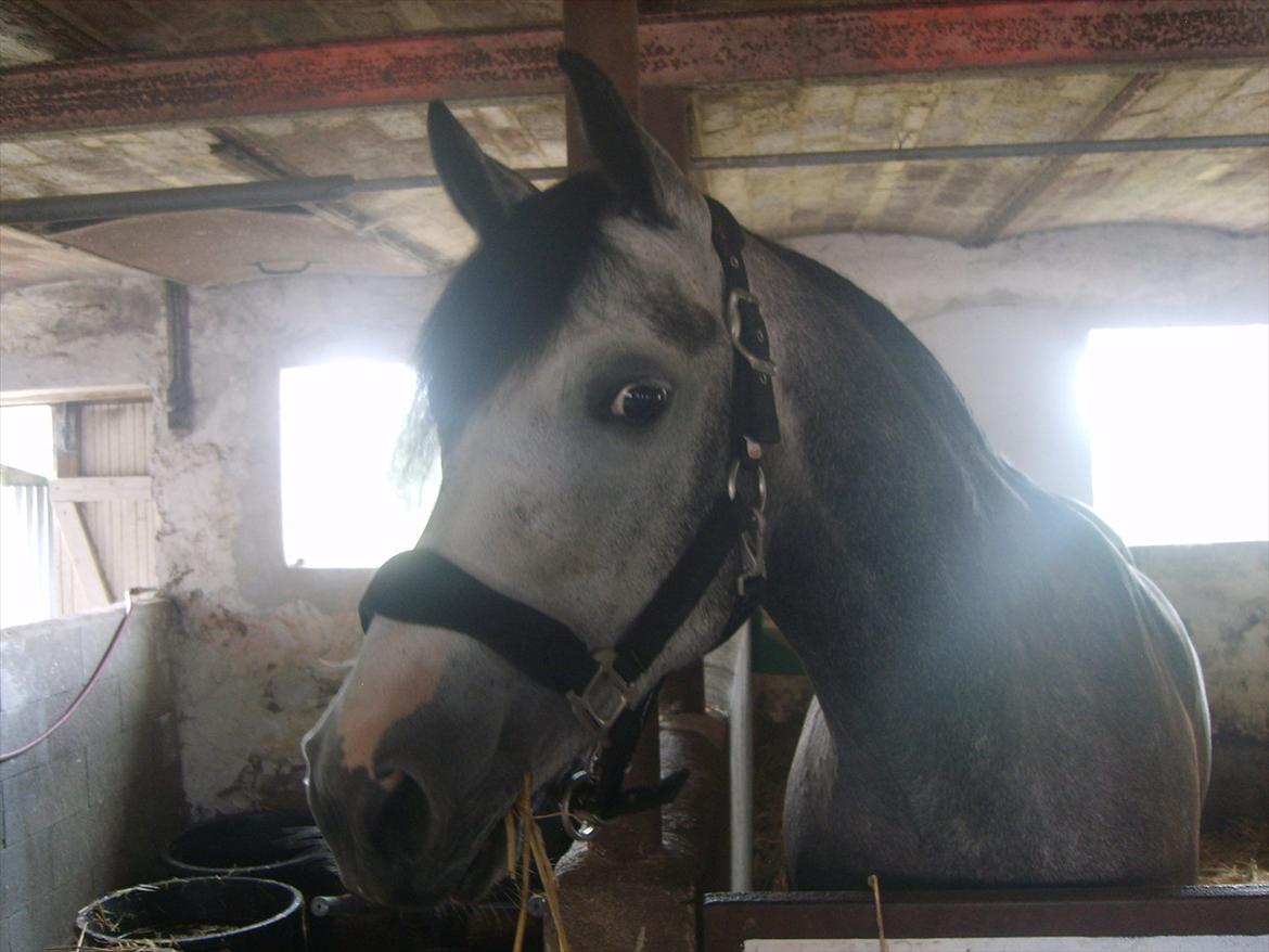 DSP Målunds Maritza billede 19