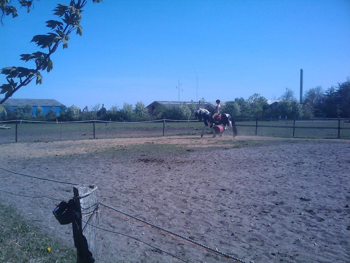 Barockpinto Chess Stensbæk billede 9