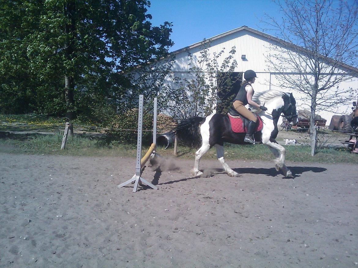 Barockpinto Chess Stensbæk billede 10