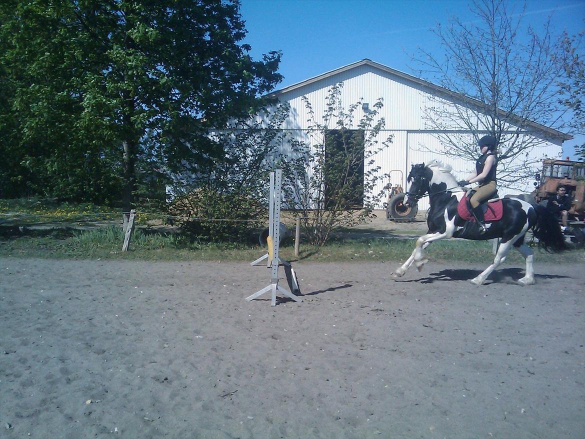 Barockpinto Chess Stensbæk billede 11