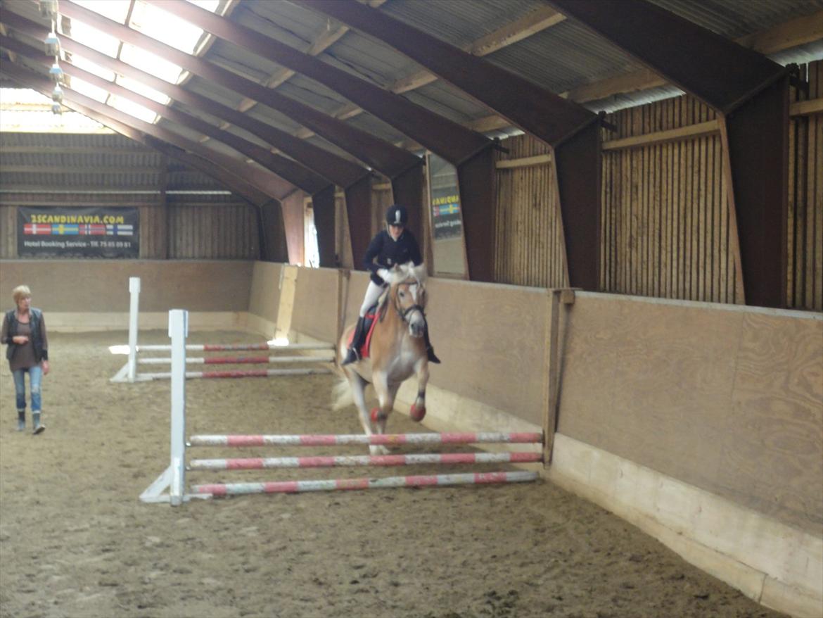 Haflinger Wictoria Sandagergaard - Springstævne med Wicce. billede 20