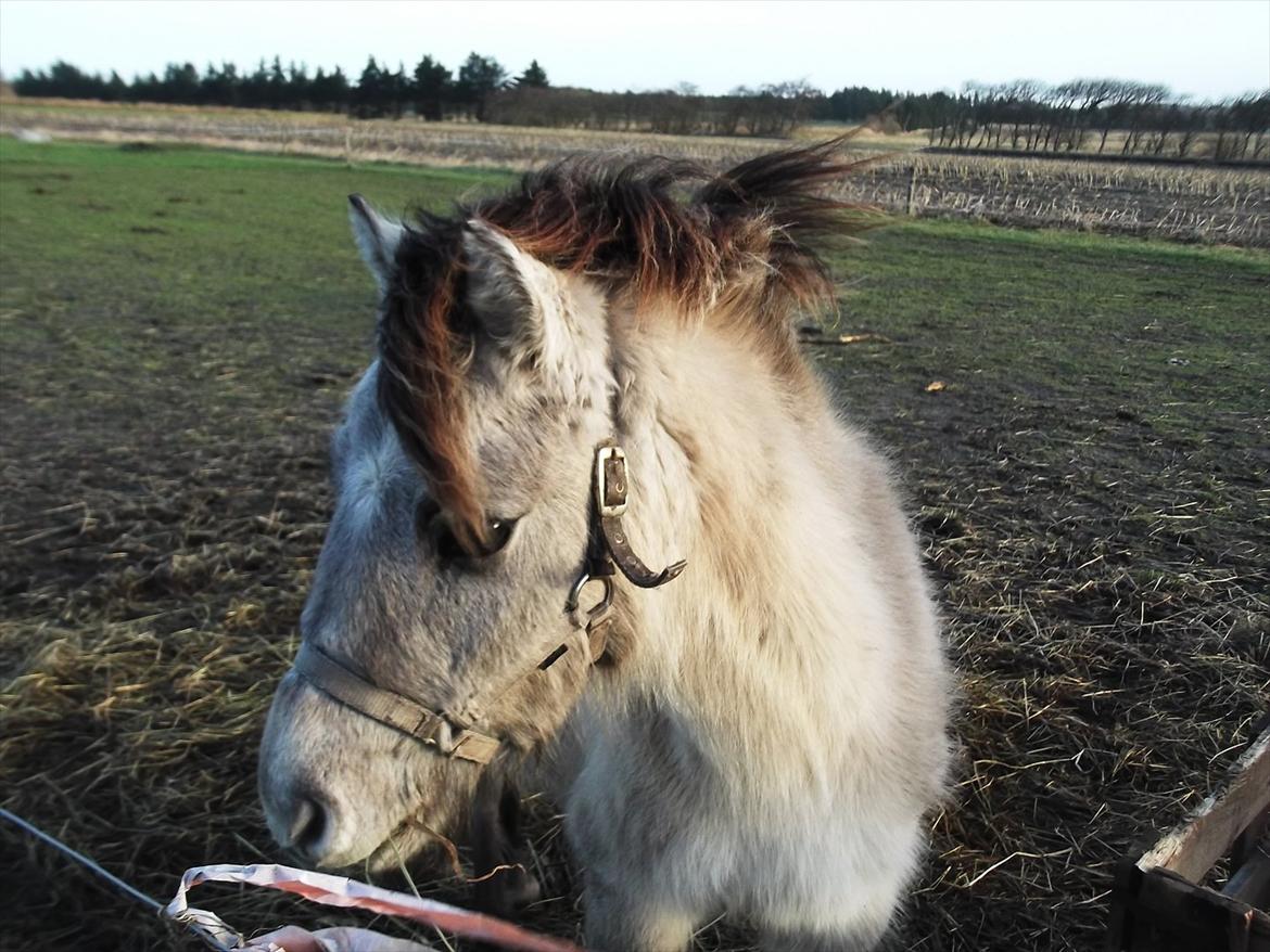 Anden særlig race Pippi ( Solgt) billede 8