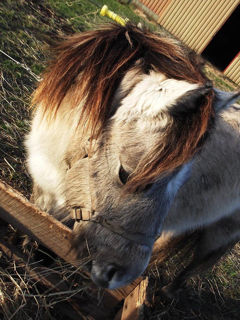 Anden særlig race Pippi ( Solgt) billede 9