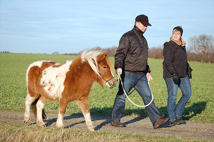 Shetlænder Sindholts Dixie - Søndag den 15. januar 2011 fik jeg lokket mor og far med ud at gå med Dixie, de fik begge stukket træktorvet i hånden og fik lov at gå med Dixie, og hun tog det bare såå pænt! :*<3 billede 14