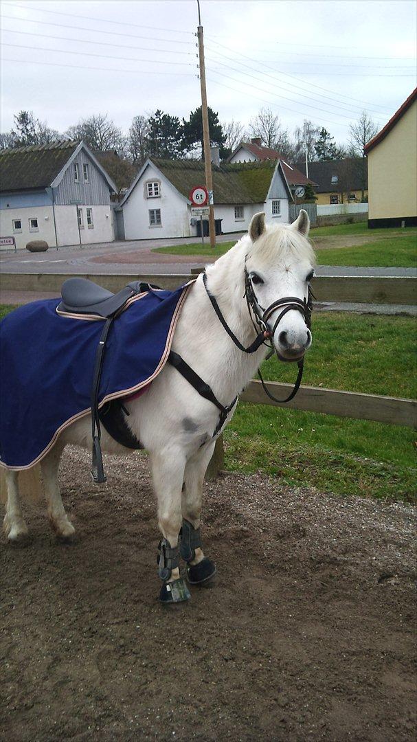 Welsh Mountain (sec A) Bjerregaards-Lillepigen "soulmate" - 21.liller på vej ud og ride :) billede 17