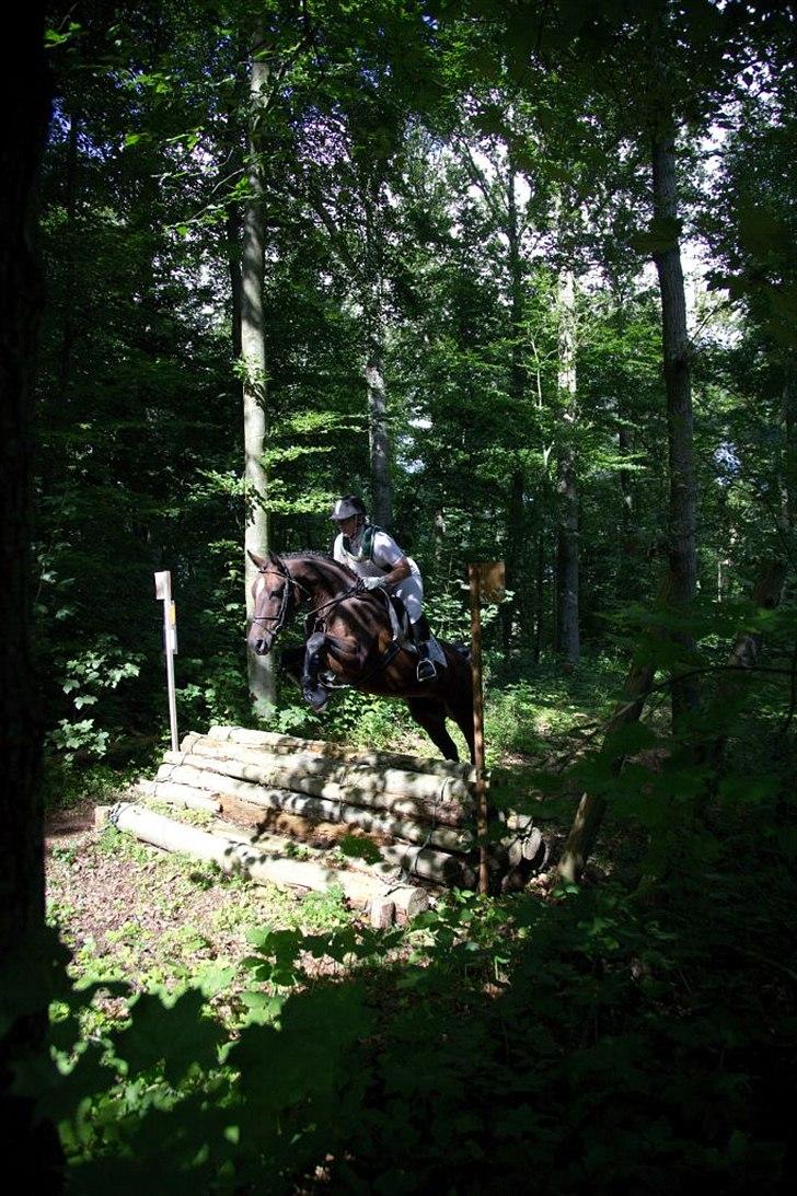 Hannoveraner Lassie - Hendes 1. military stævne,se lige de forben :) kommer de længere op, sparker hun sig selv i hagen. billede 1