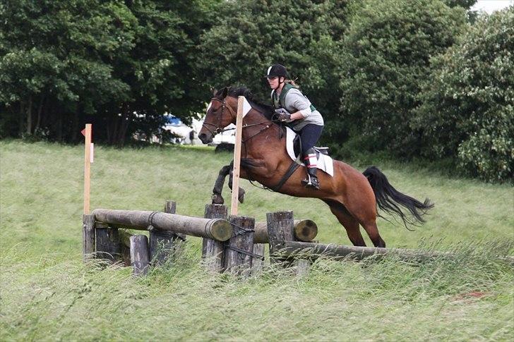 Hannoveraner Lassie - !.55 i stg og en af de store oksere i Næstved, hun har et løvehjerte hvis du spørger mig :) billede 2