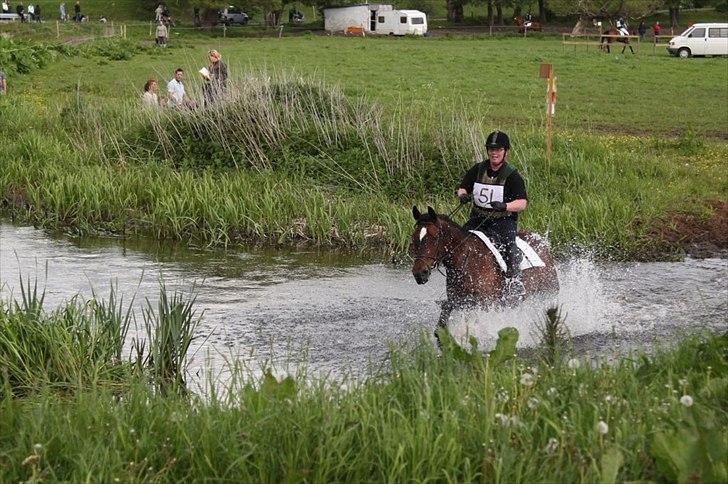 Hannoveraner Lassie - Der er dybt i Ringsted å, især hvis men ikke er meget andet end en forvokset pony :) læg mærke til den glade julegris hun har på ryggen :) billede 3