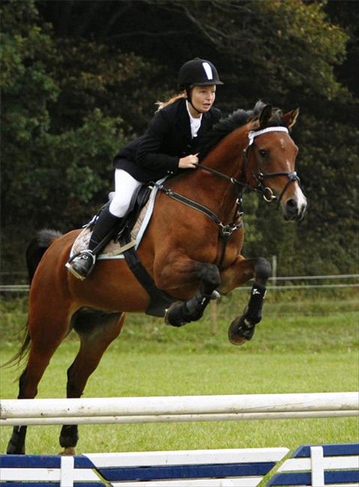 Arabisk fuldblod (OX) Kamran Shah  - Springstævne på Overmoselund hestepension 2010 billede 4