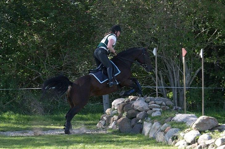 Hannoveraner Lassie - Et stengærde er ingen hindring når man bare har hjertet med :) billede 5