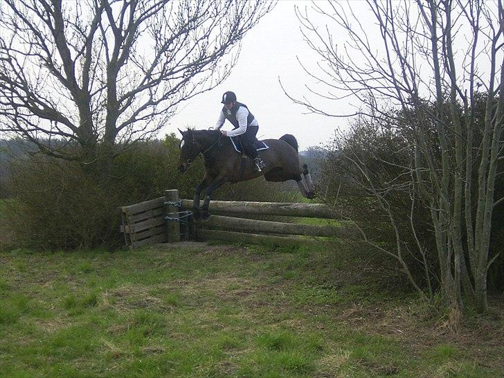 Hannoveraner Lassie - Lidt hverdagstræning. billede 6